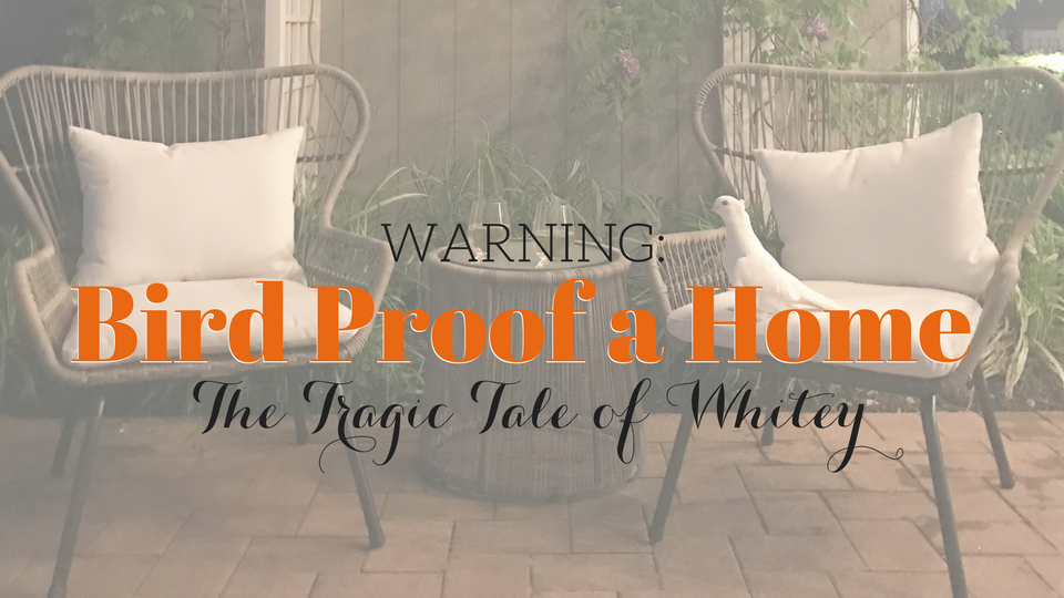 PETS: Bird Proof a Home or Else | The Tragic Tale of Whitey